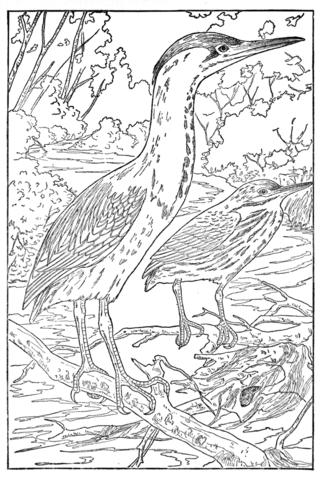 Green Heron Coloring Page